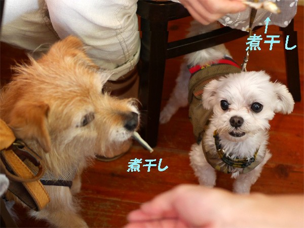 ( 煮干し、いただくだ )