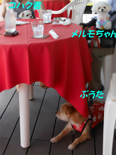 ( みんなお行儀いいだよ )