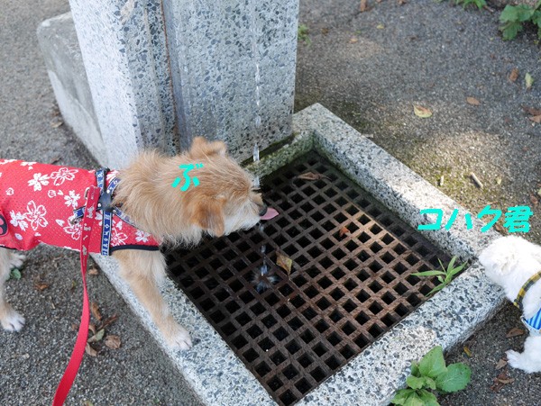 ( ワイルドだろ )