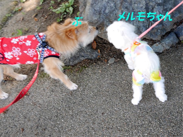 ( メルモちゃ〜ん♪ )