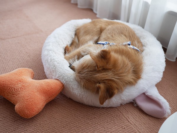 ( Zzzzzzz )