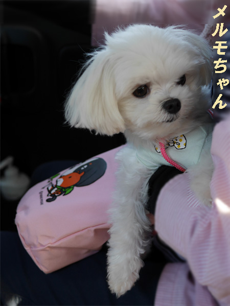 ( ねぇ、趣味はなあに?)