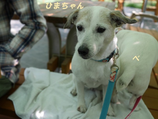 ( ひまちゃん、ベキちゃん、スタンバイ )