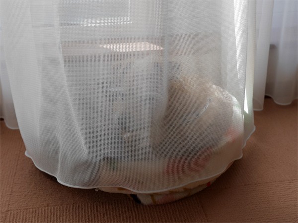 ( 正直に話すだよ )