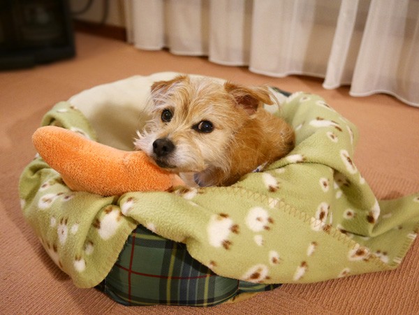 ( ふぅ。)
