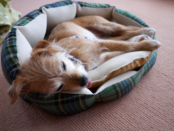 ( ZZZZZZ )