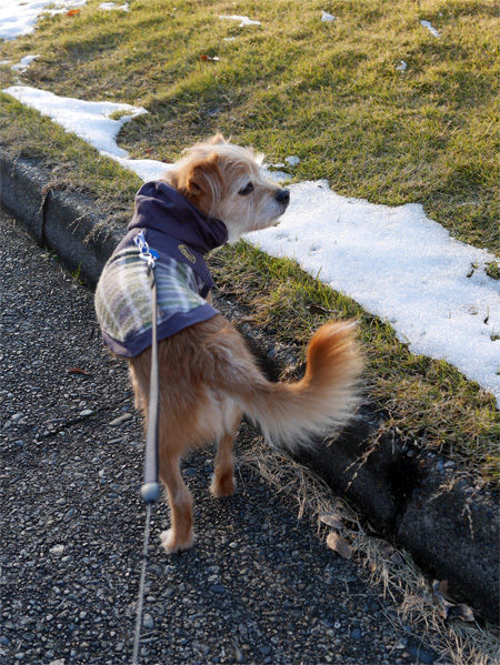 ( 雪だ )