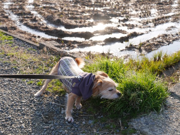 ( ふんぬっ )