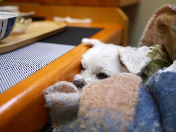 ( くんくん・・・ )