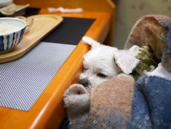 ( 出番ない・・・ )