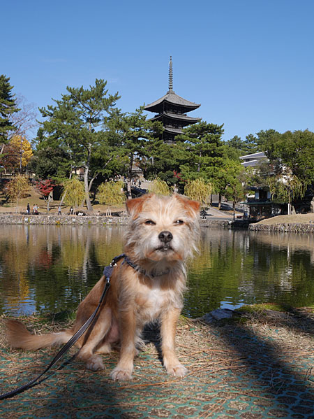 ( 興福寺五重塔だ )
