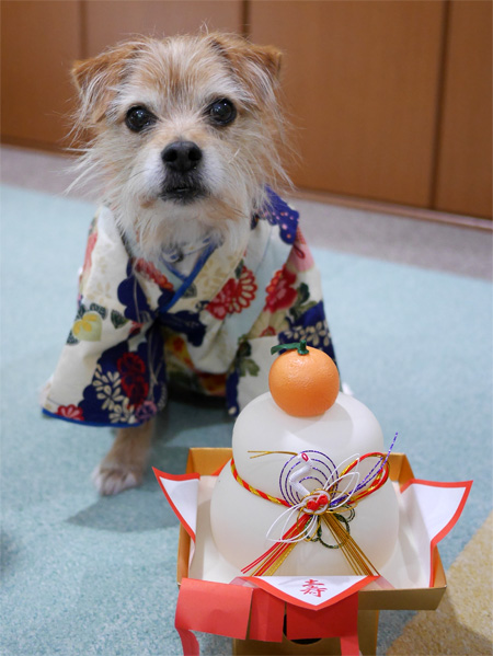 ( 謹賀新年だ )
