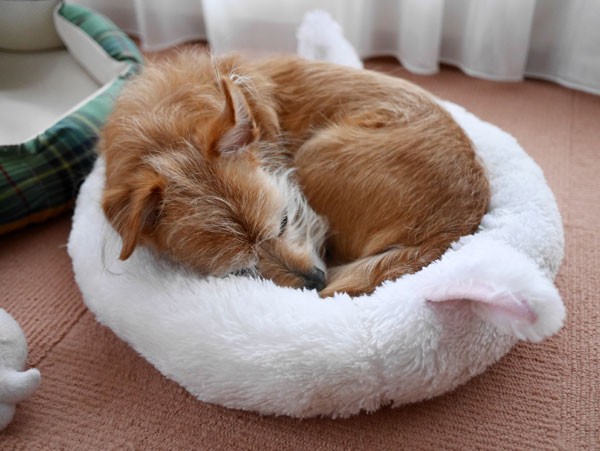 ( ZZZZZZZ )