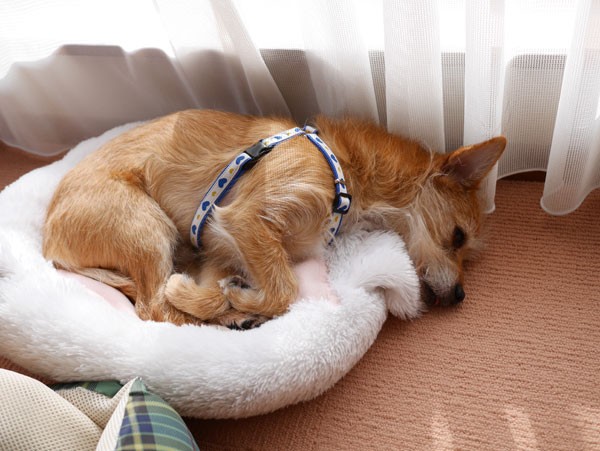 ( ZZzzzzz )