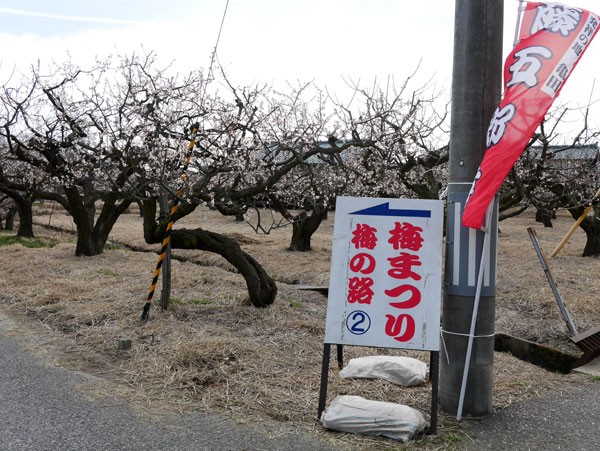 ( 2016年梅まつりだ )