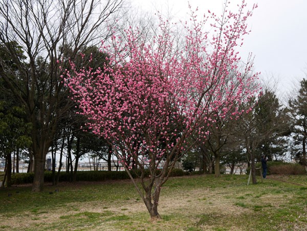 ( 大きな紅梅 )