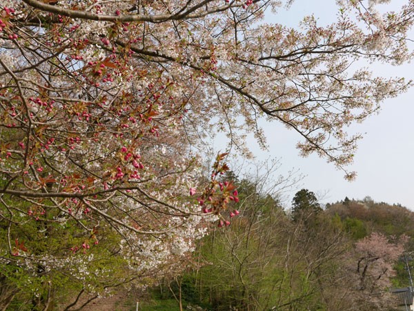 ( 桜がんばってます )