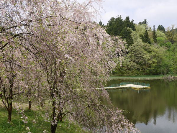 ( 山里のしだれ桜 )