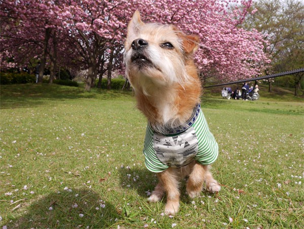 ( どーーぞ。 )