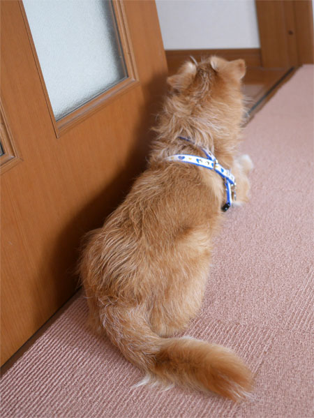 ( ここは通さないだ )