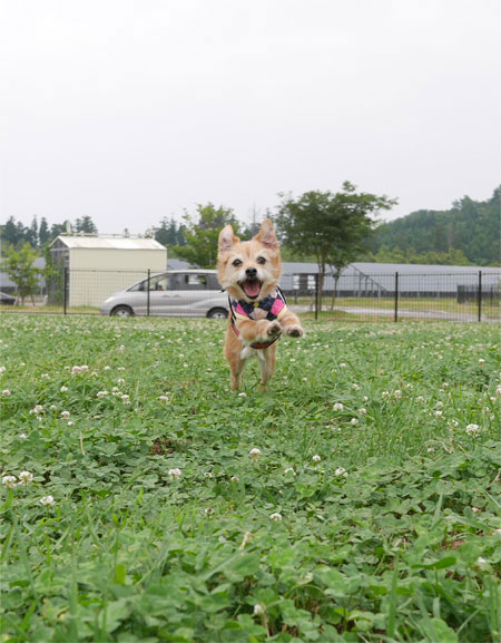 ( わ~い♪ )