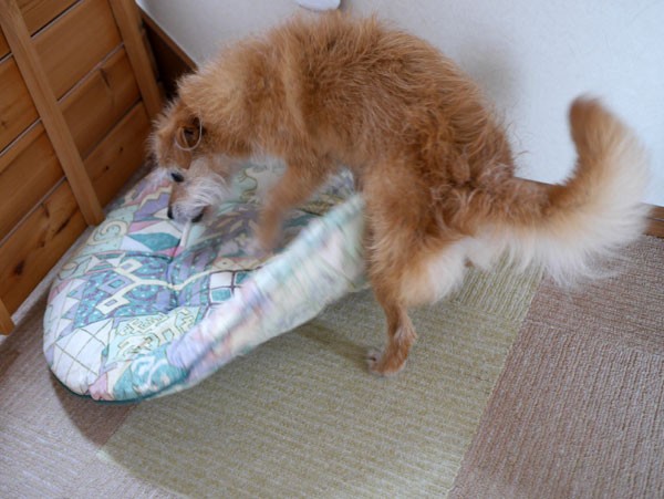 ( えい!えい!えい!)
