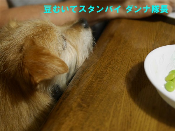 ( 枝豆あるだね )