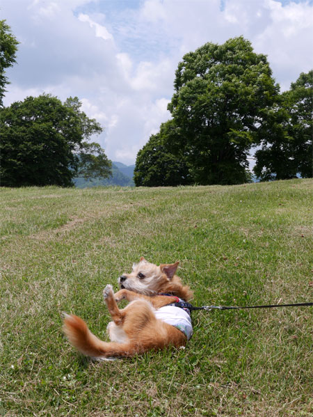 ( ごろん )