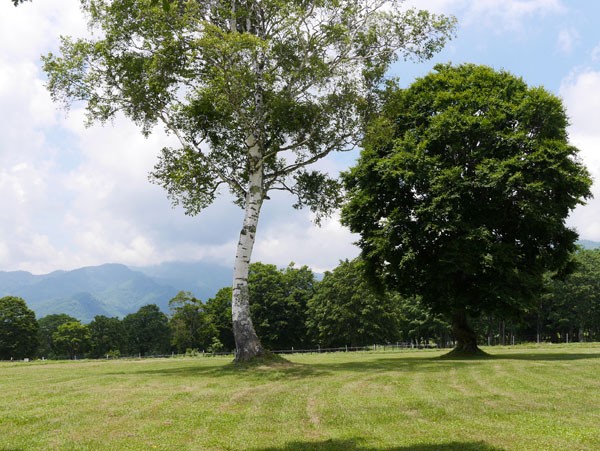 ( 新潟県妙高高原 )
