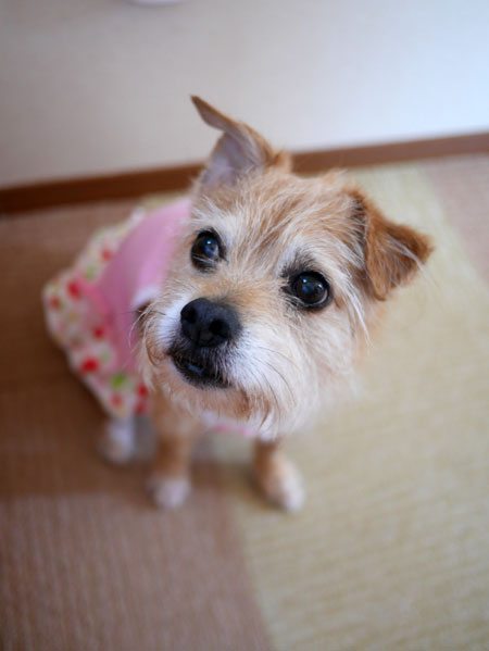 ( あぁ、ぶうこ姉ちゃん。。。 )