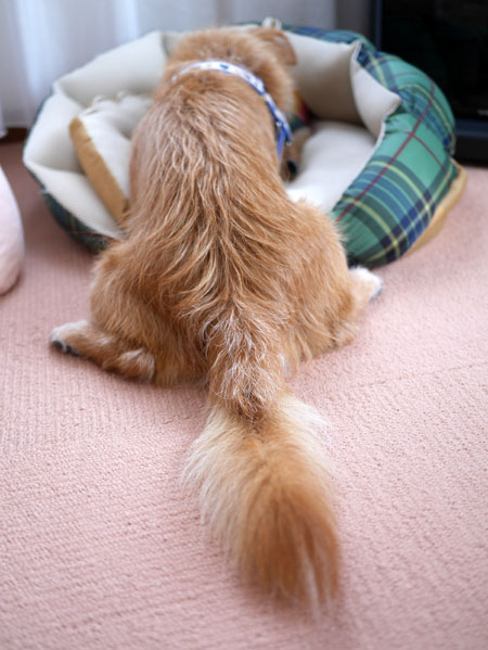 ( 尻尾は、そのまま~ )