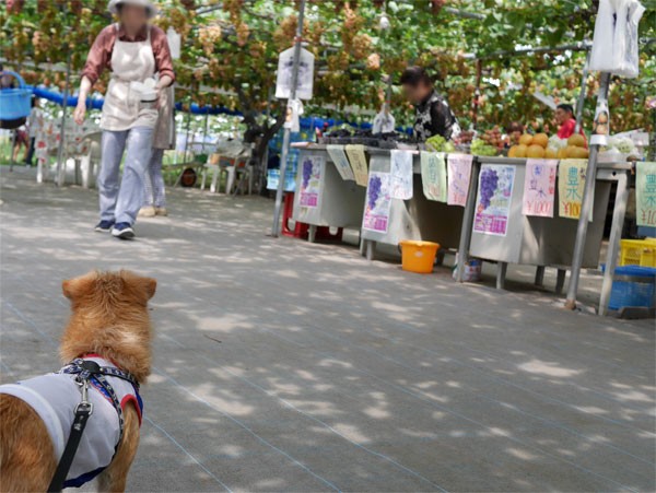 ( 来ただよ~ )