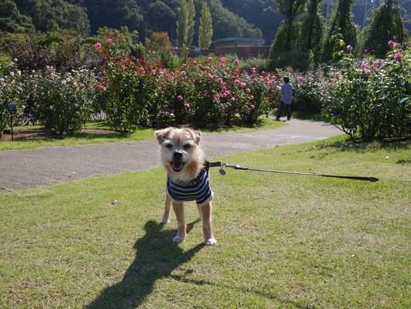 ( バラ咲いてるだよ )
