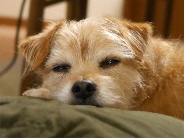( Zzzzzz )
