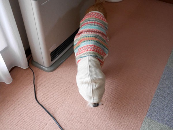 ( ありゃ )