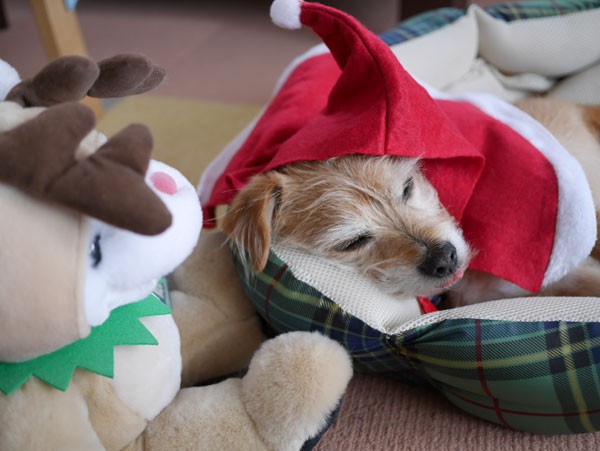 ( Zzzzzz )