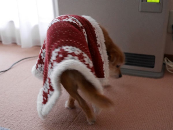 ( クルリ )