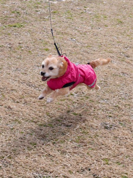 ( わっほーい♪ )
