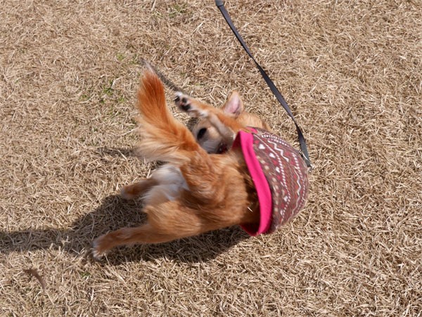 ( ドテッ!)