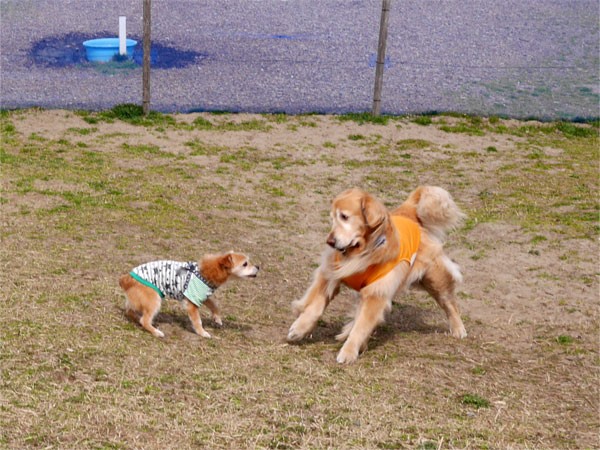 ( ワーーーンッ!)