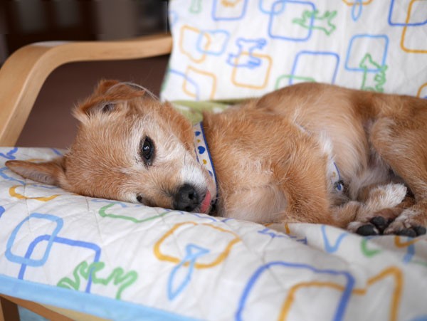 ( 寝てるだよ ZZZZZ )