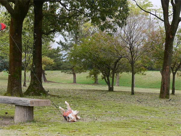 ( コテーン♪ )