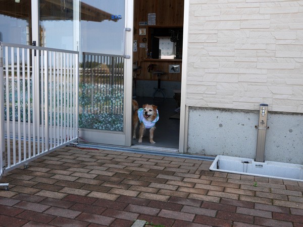 ( 行ってもいいだよ )