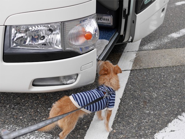 ( いない人、返事して~ )