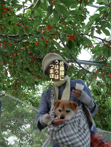( どれどれ )