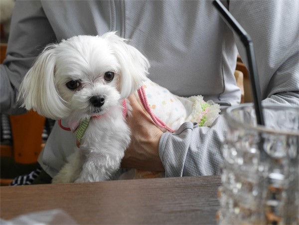 ( メルモちゃん、今日もかわいいだね )