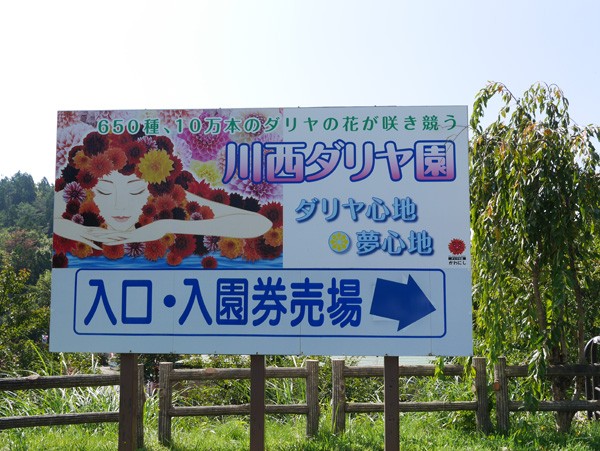 ( やまがた川西ダリア園 )
