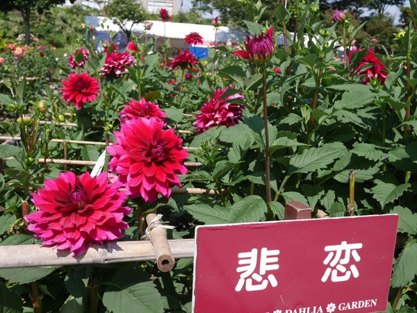 ( 悲恋 )