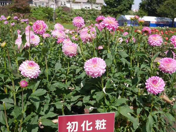 ( 初化粧 )