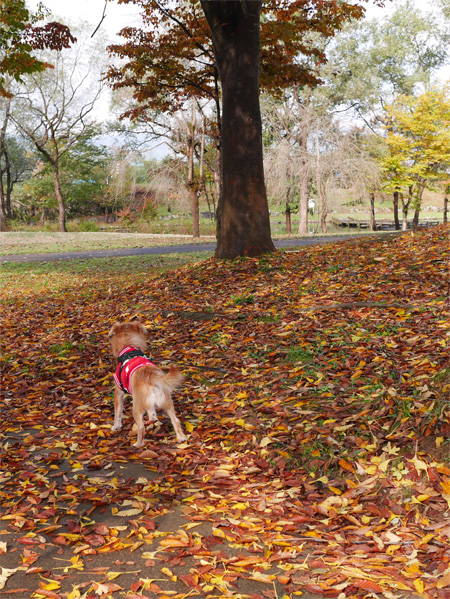 ( 紅葉してるだ )
